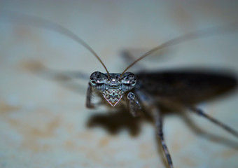 Insect