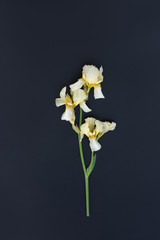 Fototapeta na wymiar Light iris flower on a dark background