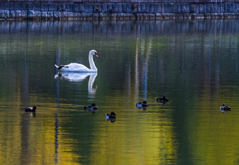 Fototapeta premium White swan