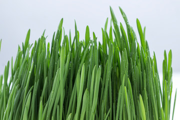 Fototapeta na wymiar Fresh green leaves of oats with drops of water