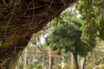 Big tree with strange branches in a park