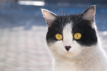 Black and white cat with yellow eyes looks through window wandering