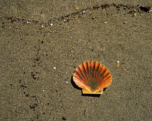 One half of a scallop shell washed up on a beach, Motueka, New Zealand.