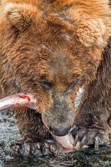 Close view of wild adult coastal brown bear eating a fish.