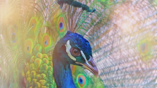 cinemagraph of a peacock portrait on a light background