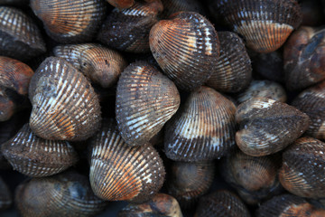 Piles of clams