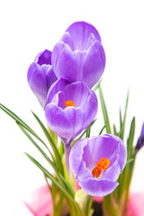 lilac flowers of spring crocus