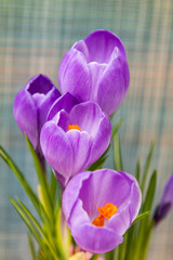 lilac flowers of spring crocus