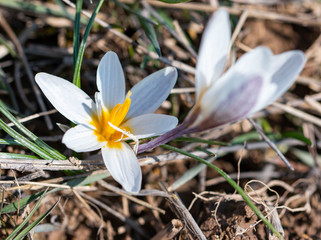 first spring snowdrop flower as background