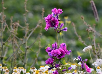 Wildflowers Malva Sylvestris in nature