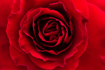 Close up red rose flower.