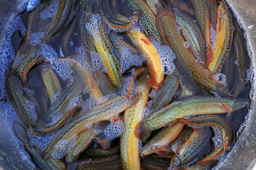 Piles of loach fish