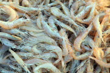 Piles of shrimp