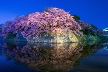 お堀に写る彦根城の夜桜