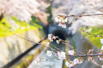 水路に咲く桜
