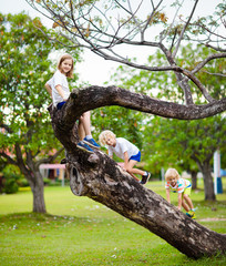 Kids climb tree in summer park. Child climbing.