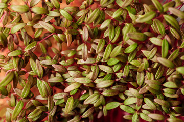 Microgreen on a white background. Healthy nutrition, eating right, diet, super food concept.