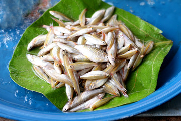 Small Fresh fish in the markets.From Thailand