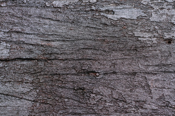 Texture of old wood background.