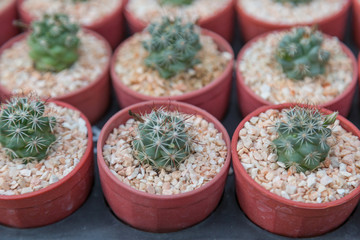 Row of mini variety type cactus plant in the pot