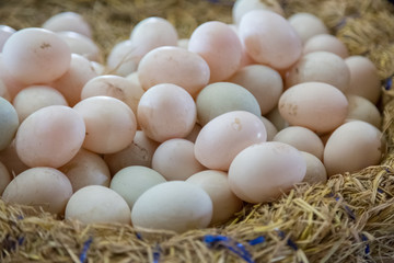 Fresh Eggs are in the basket