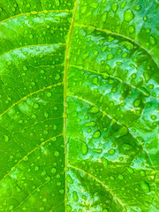 Green leaf with water drops nature