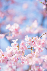 河津桜 © Kazuki Yamada