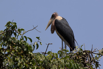 marabou stork standing on top of a tree