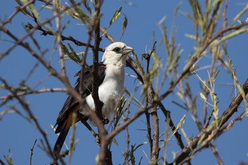 White headed Buffalo-Weaver sitting in the crown of a tree in the bush savannah