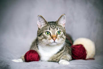 Fototapeta na wymiar Tabby cat lies on a gray background with balls of yarn.