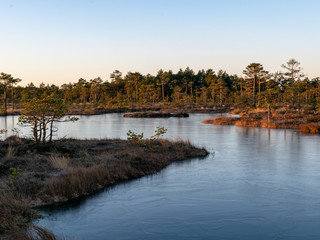 beautiful bog landscape in the morning