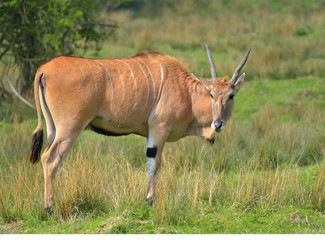 Common eland, Taurotragus oryx, 