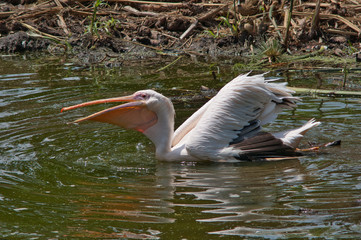 Pelican swimming in the river from right to left