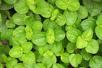 Growing mint leaves.