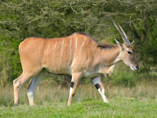 Naklejka na ściany i meble Common eland, Taurotragus oryx, 