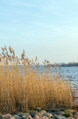Spring landscape with lake overgrown with reeds near the coast, nature background with dry reed grass