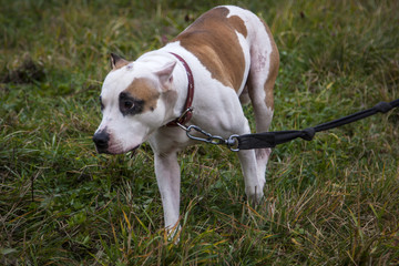 sad and shy dog ​​in the green grass