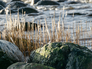 abstract formations of frozen sea reeds