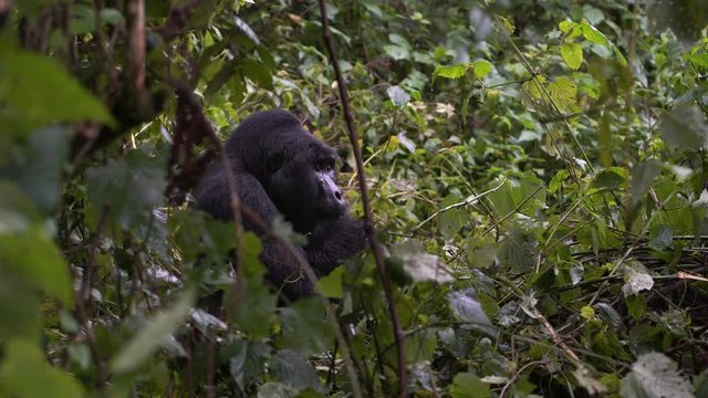 close up portrait of sheving silverback in the wild deep in the jungle
