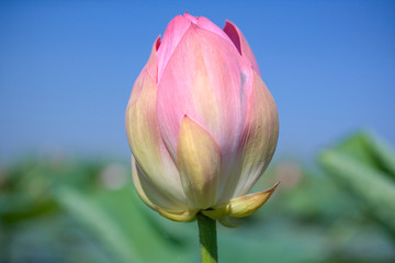 Blooming lotus in the Volga river Delta. . Summer