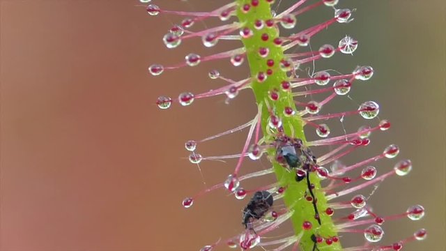 Kap-Sonnentau (Drosera capensis)