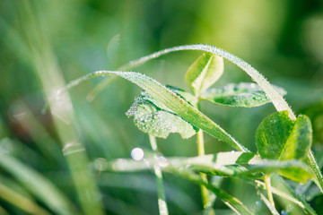 green grass with water drops