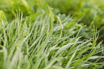 green grass with water drops