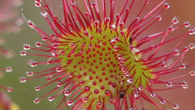 Rundbl&auml;ttriger Sonnentau (Drosera rotundifolia)