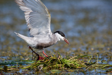 Seagull on the nest. The Volga River Delta. Summer