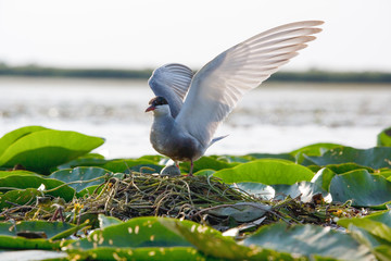 Seagull on the nest. The Volga River Delta. Summer