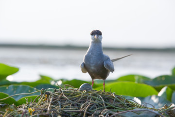 Seagull on the nest. The Volga River Delta. Summer