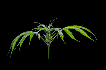 Cannabis leaves isolated on black background, Marijuana plant