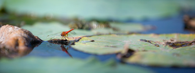 Dragonfly on a lotus leaf. The Volga River Delta. Summer