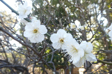 Plum Blossom